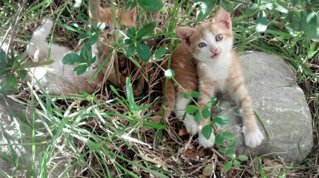 “热刺强攻难掩阿仙奴的闪电反击”