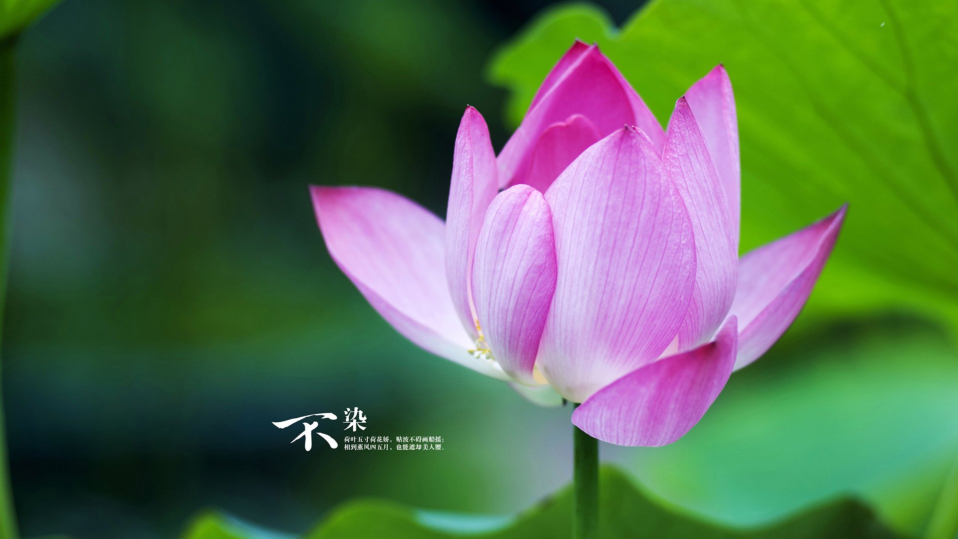 世界前十蛙泳选手划水效率分析,蛙泳 划水率