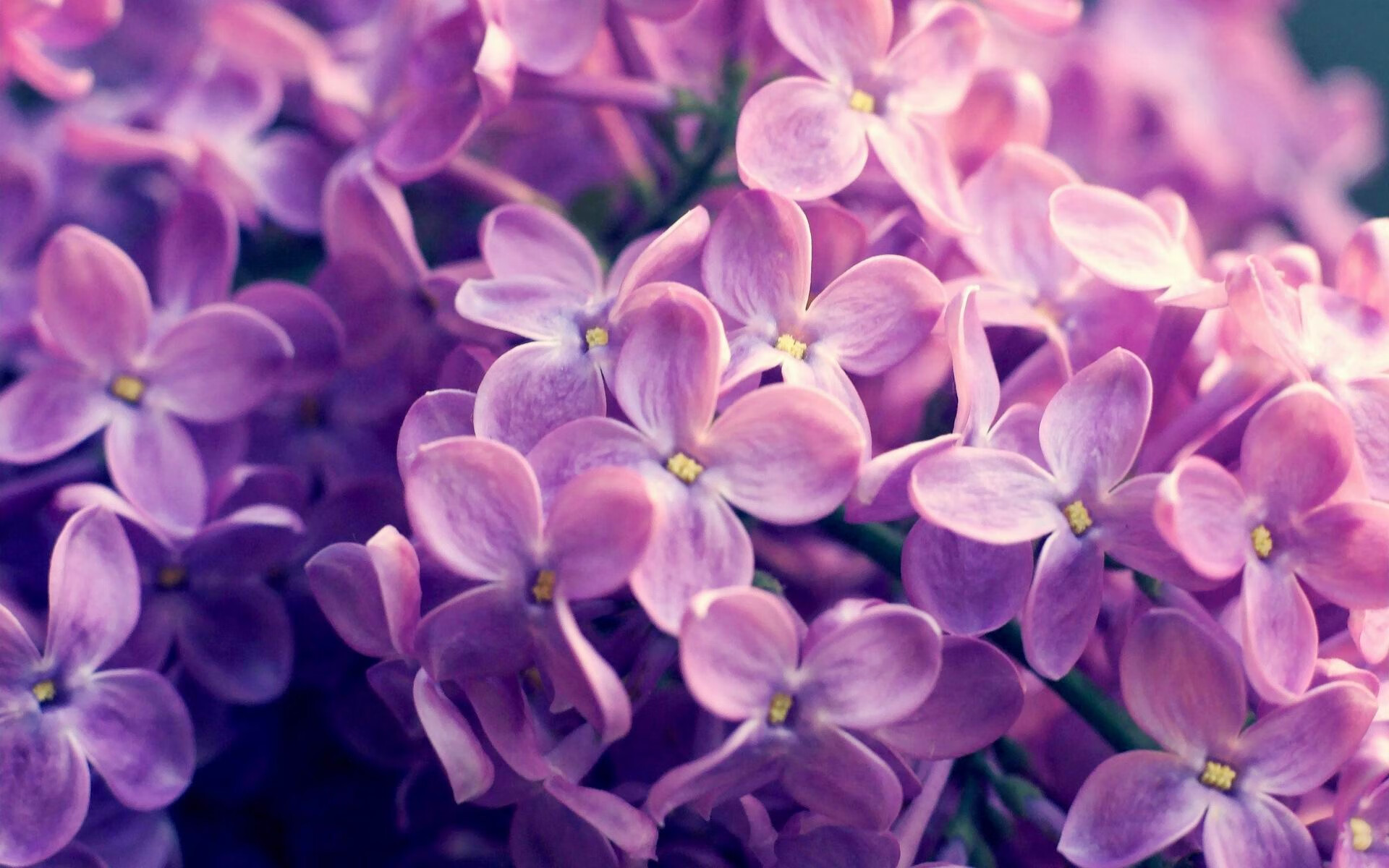 kaiyun开云·官方网站-澳大利亚乒乓球的未来展望：如何在世界强队中找到突破口，澳大利亚乒乓球国家队