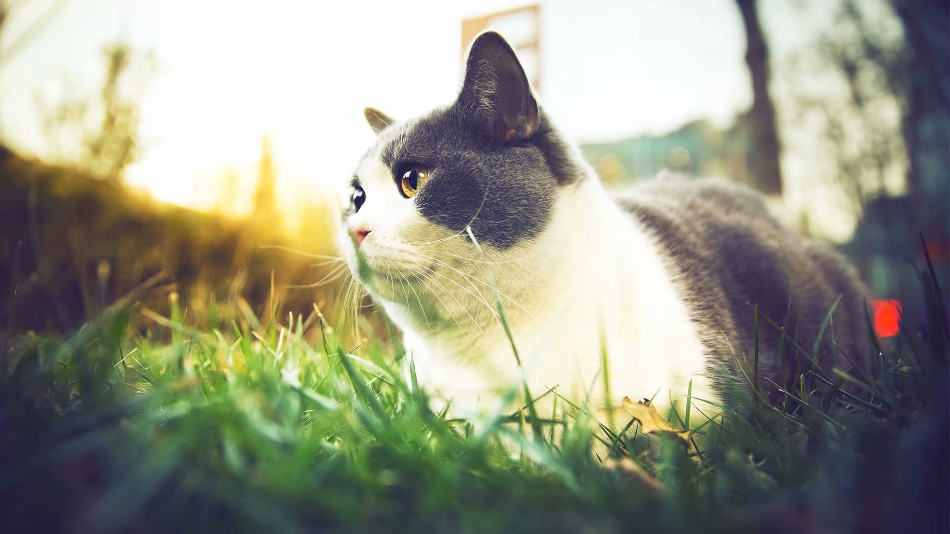 开云·体育官网-莱比锡红牛强化中路防守控制核心区域，莱比锡红牛是哪个联赛的球队